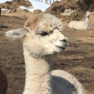 White Alpaca with ears down looking to the side.