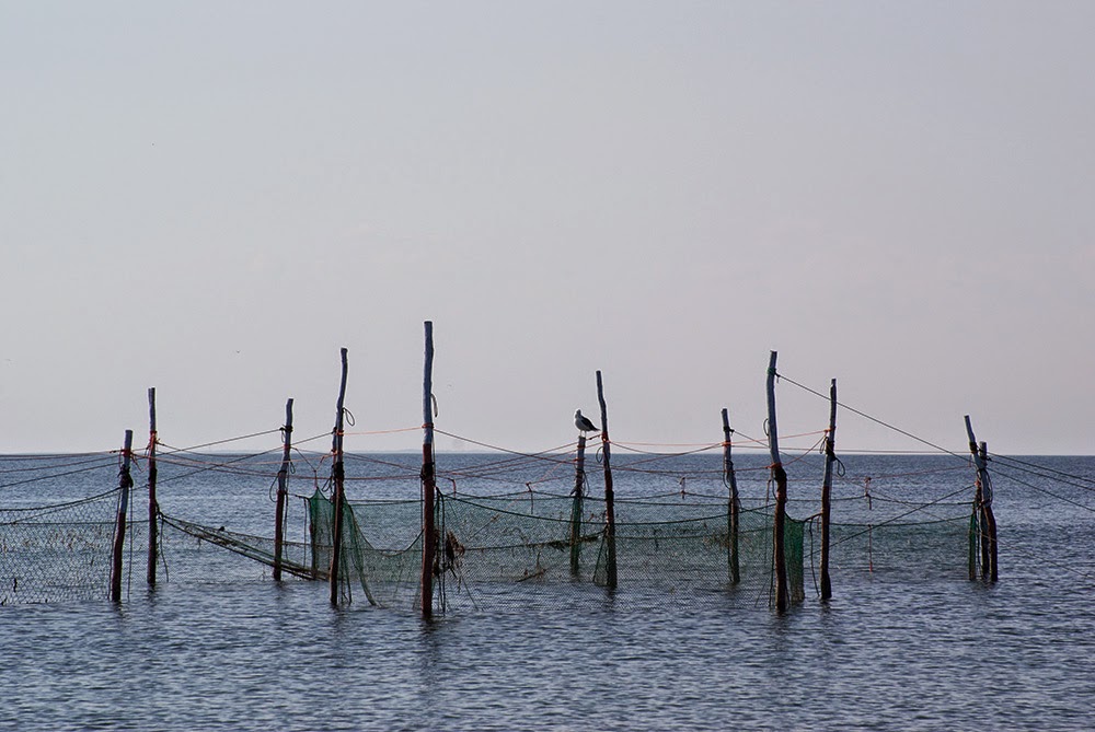 A Picture Each Day Pound Nets