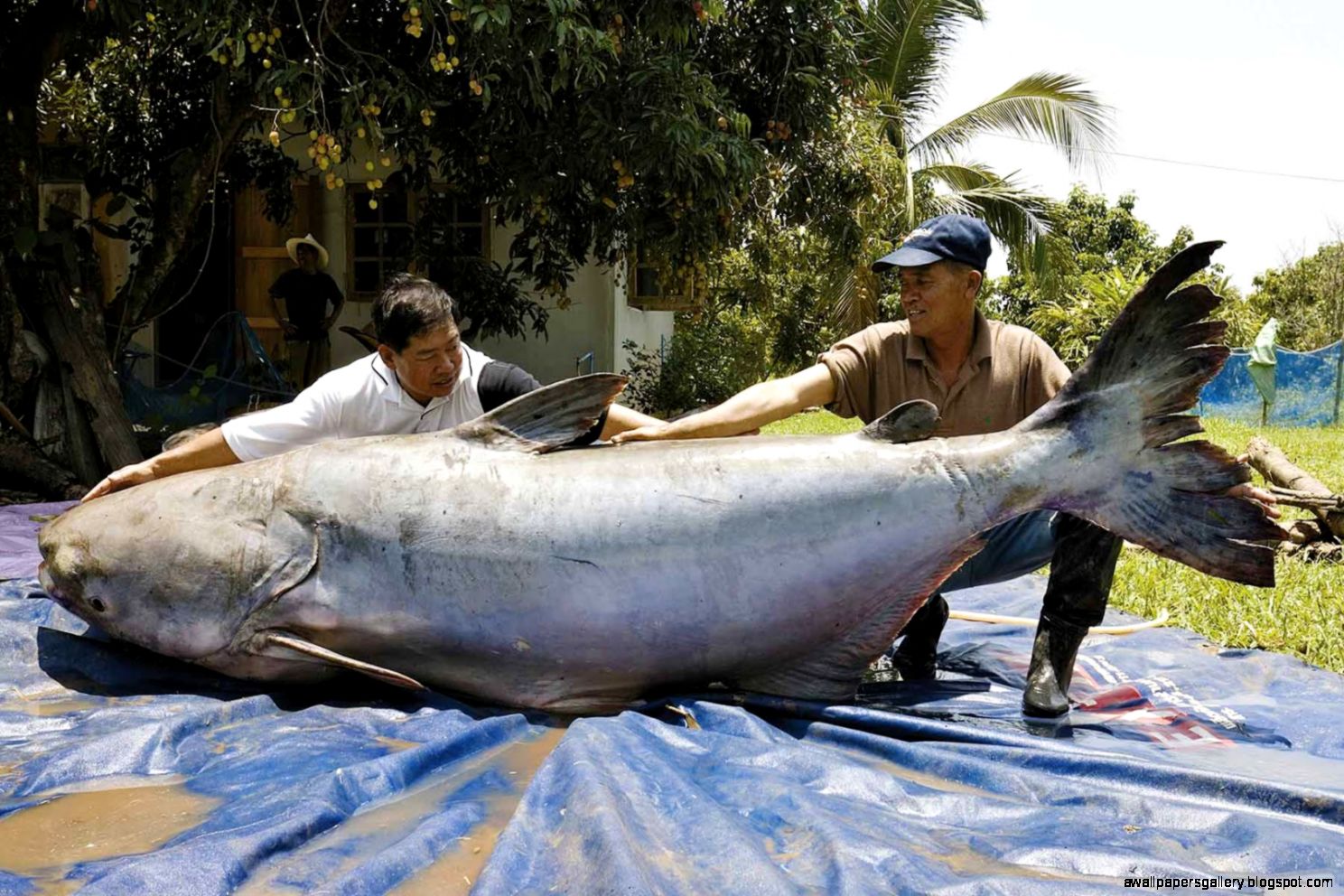 World Biggest Fish Ever Caught