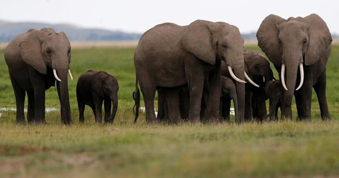 Gading Gajah Dalam Bahasa Inggris Wallpaper