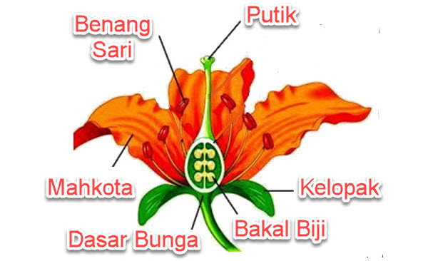 Bagian – Bagian Tumbuhan