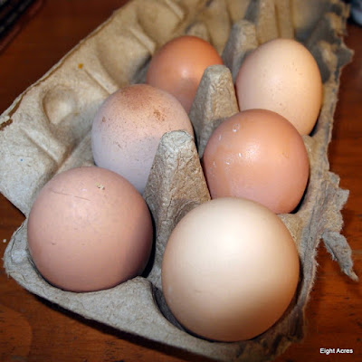 eight acres: why hens stop laying eggs in winter (and what you can do about it)