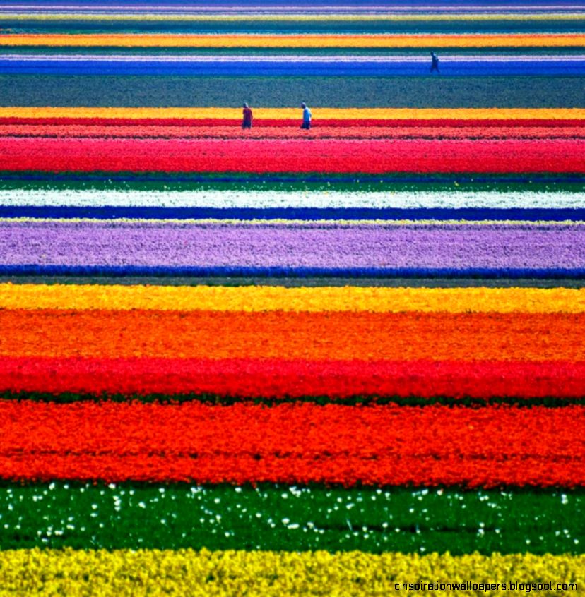 Preparing For Spring Dutch Tulip Fields  Mahir Fl and Event