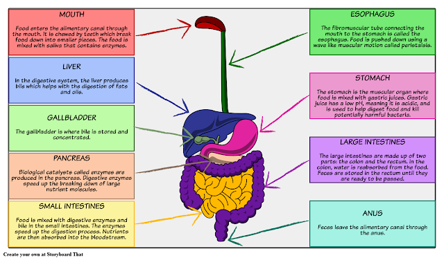 BIOLOGY CORNER: BIOLOGY 3º E.S.O.