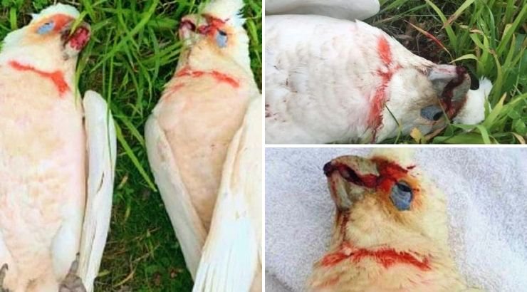 60 Birds Fell From Sky Shrieking in Pain and Bleeding From Their Eyes For Mysterious Reasons