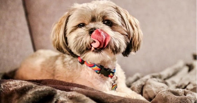 O que o shih tzu pode comer alem da ração?
