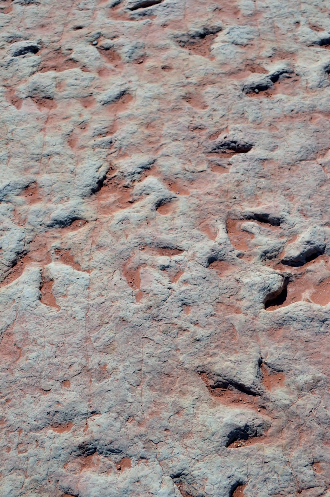 Jimmy's Blog The Dinosaur Fossils of Arizona