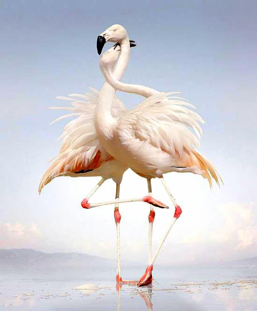 flaminggo