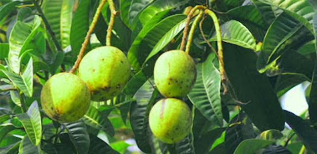 Aneka Manfaat Buah Bacang untuk Kesehatan Aneka Manfaat Buah Bacang untuk Kesehatan