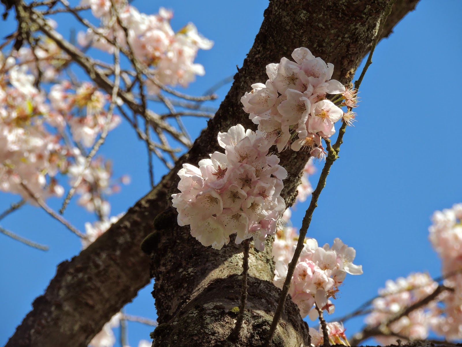 Какие деревья цветут в апреле. Что цветет в апреле. Цветущий апрель. Дерево цветущее в апреле. Апрель цветение.