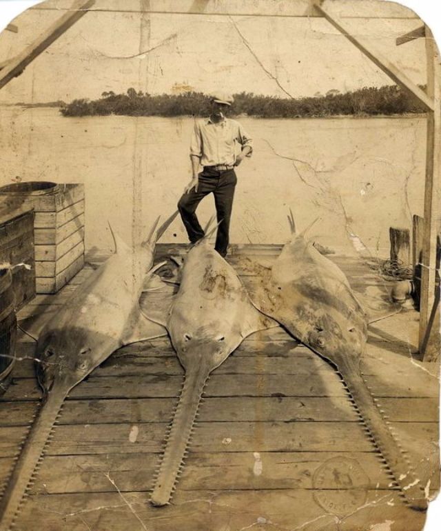 Big Catches of the Past  Fascinating Photos of Fishermen and Their Trophies - 43