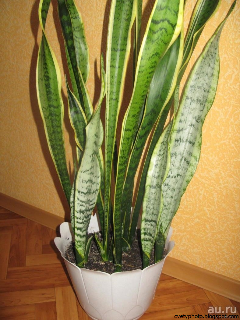 Сансевьера. Сансевиерия цветок. Сансевиерия трехполосная. Фикус щучий хвост