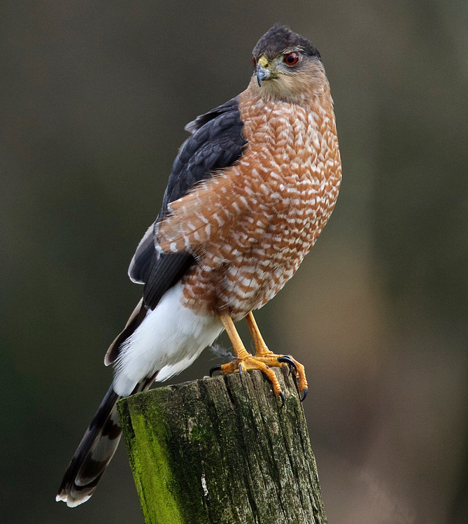 Wing Tips Sharpshinned and Cooper's Hawks