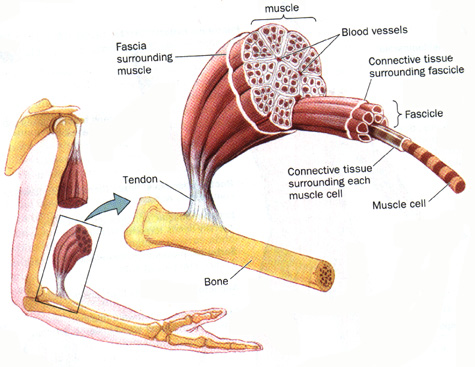 Anatomy full : MÚSCULO ESQUELÉTICO (MME)