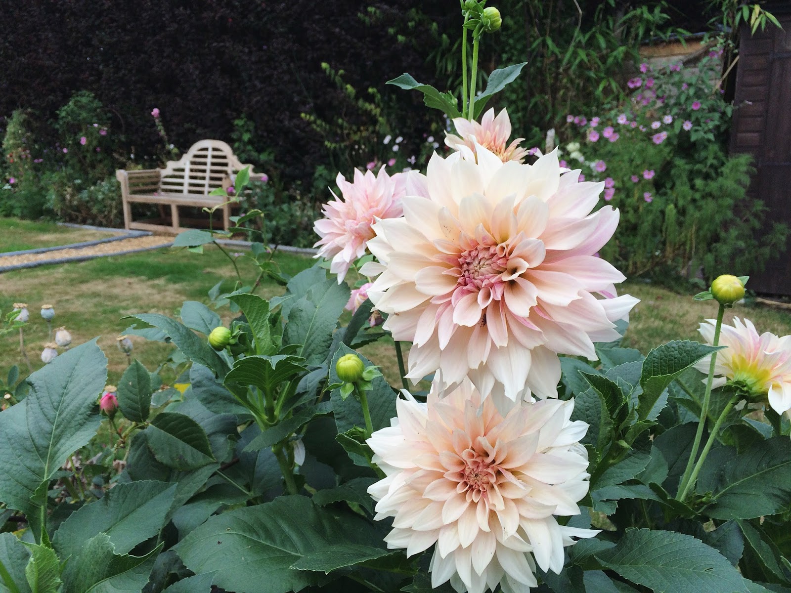Garden Growing Dahlias. Roses and Rolltops