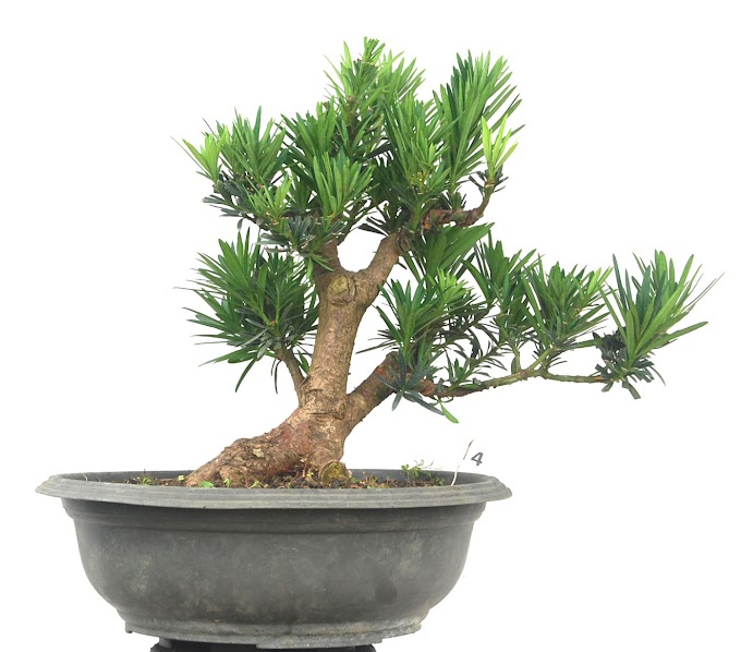 Ciri-ciri Tanaman Bonsai Lohansung