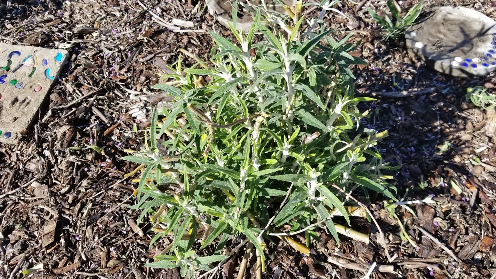 The 2 Minute Gardener Pruning Mexican Bush Sage