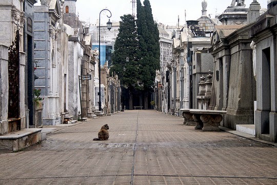 Recoleta Cemetery cats