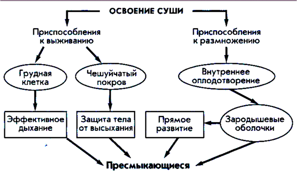 Схема образования какого природного процесса. Схемы природных процессов. освоение суши животными схема. схема природного процесса пассата. рассмотрите схему природного процесса и выполните задания.