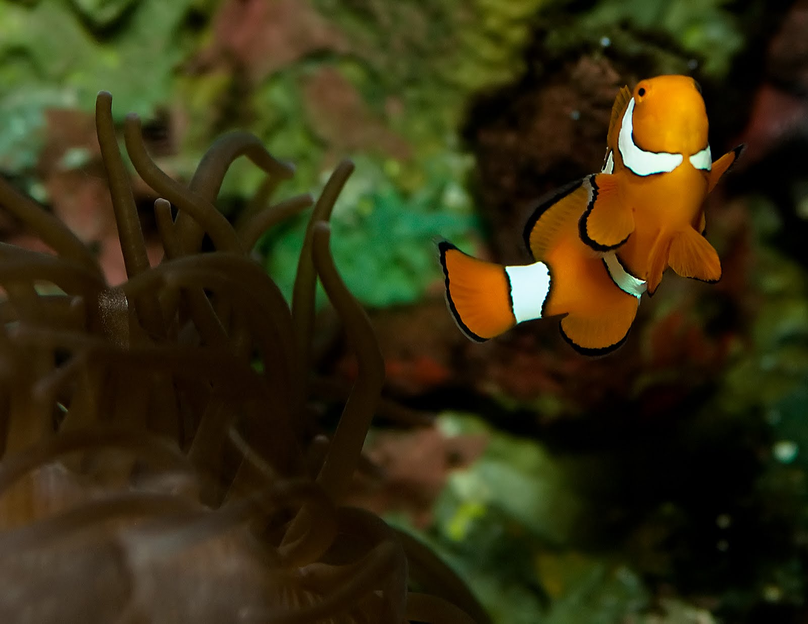 Plagued be thy angel So the sea mollusk says to the cucumber...