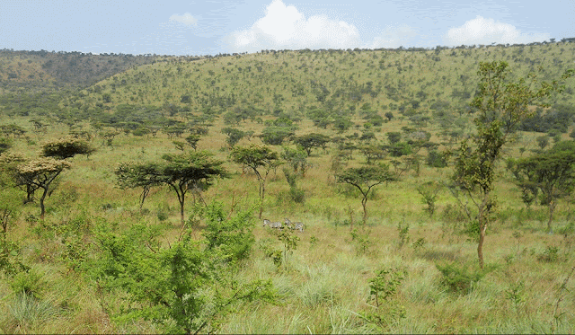 África para principiantes: el Parque Akagera de Ruanda ScreenShot002