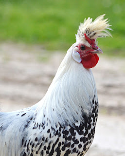 Ayam Termahal Di Dunia - Silver Spitzhauben