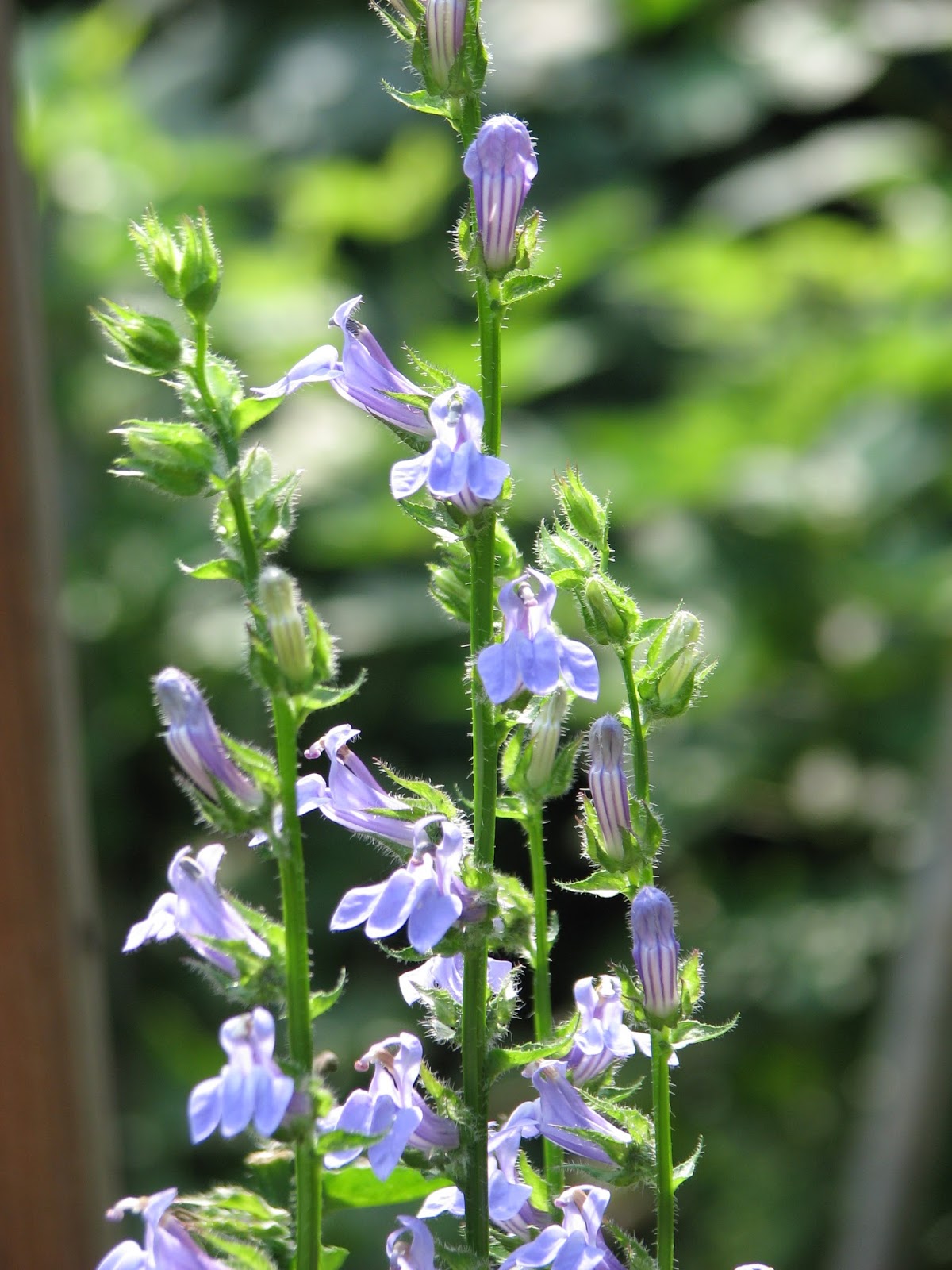 South Burlington, VT flowersAugust Litter with a Story To Tell