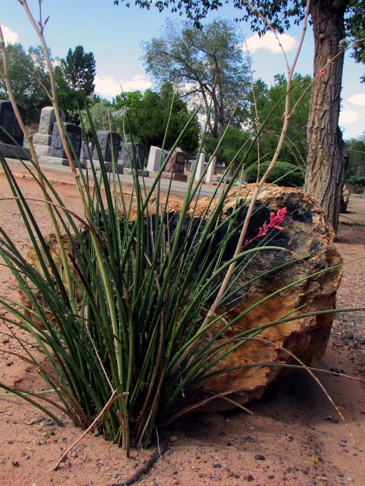 Photography Holbrook Cemetery