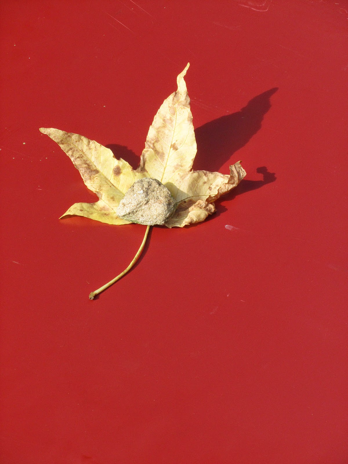 leaf on a red surface