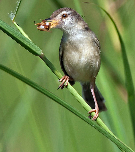 Kumpulan Foto Burung Ciblek Sawah Jantan Bang Kicau