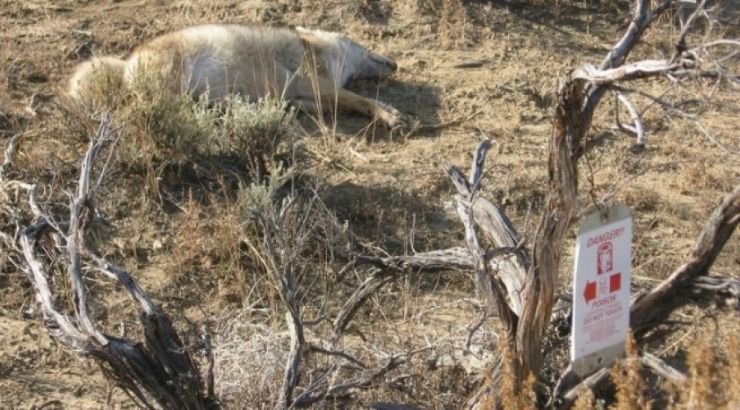 The U.S. Authorized The Use Of ‘Cyanide Bombs’ To Kill Wild Animals