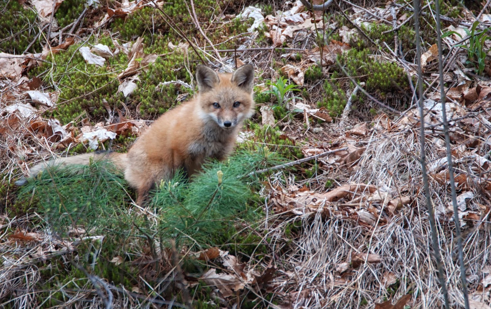 Carol's View Of New England: Fox Kits