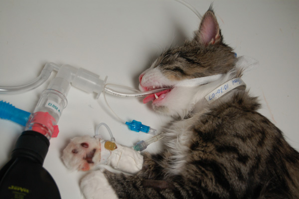 SOBRE MI GATO: Anestesia gatos