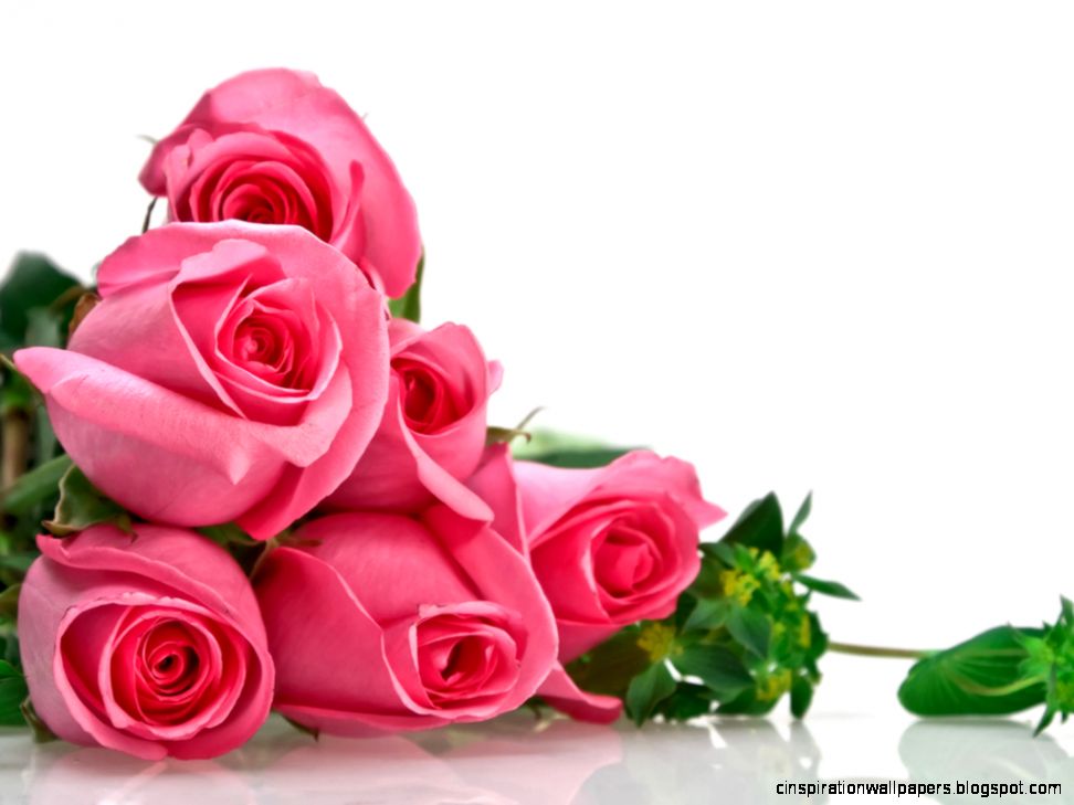 Rose Flower Wallpaper Flowers Desktop 1440x1080PX  Rose Flower