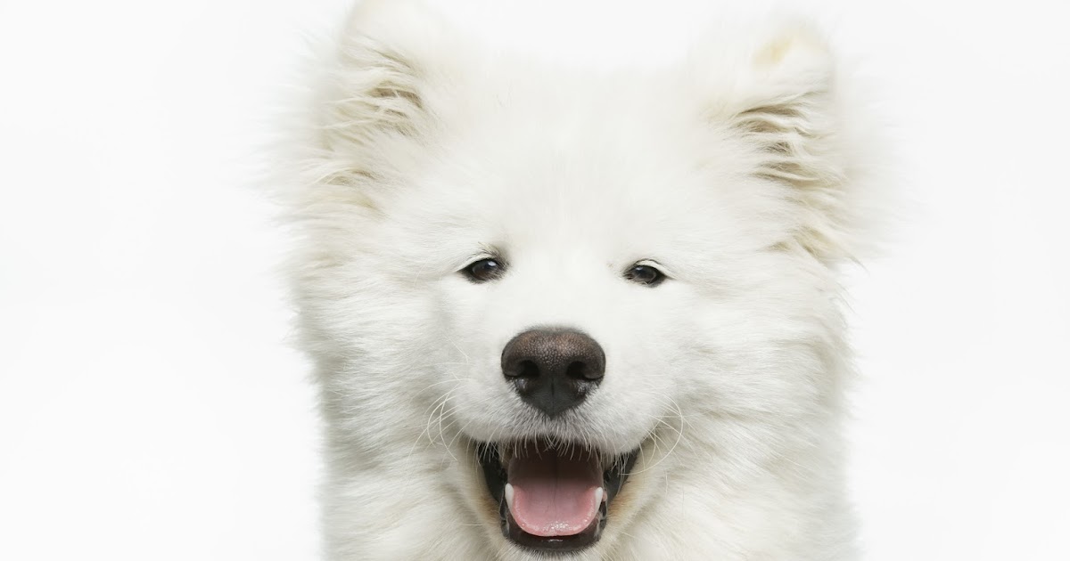 Men Know Why 5 Reasons Why A Dog Will Make Your Life Better