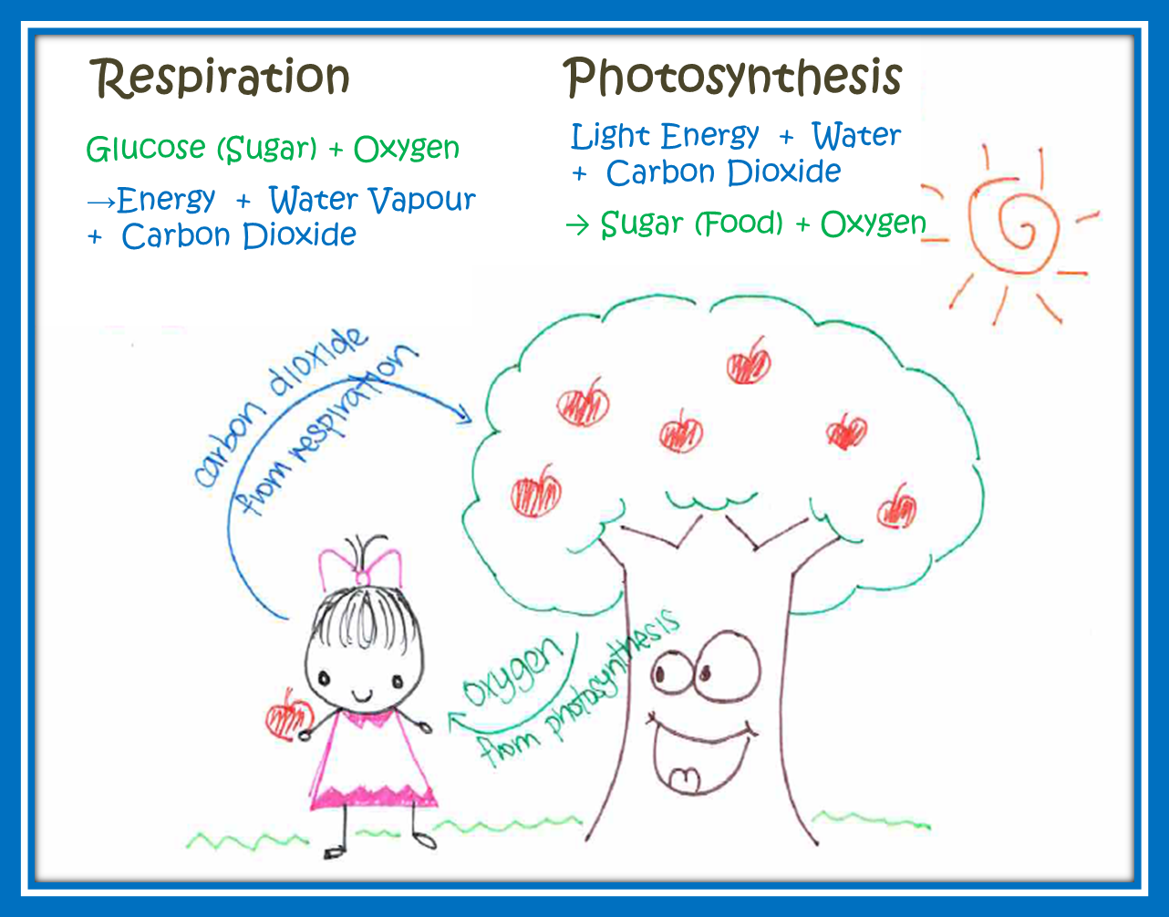 PSLE Science Academic Coaching Respiration and Photosynthesis
