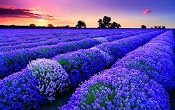 field fields flower flowers lavender wallpapers resolution sunset blumen lavendel deviantart gemerkt uploaded