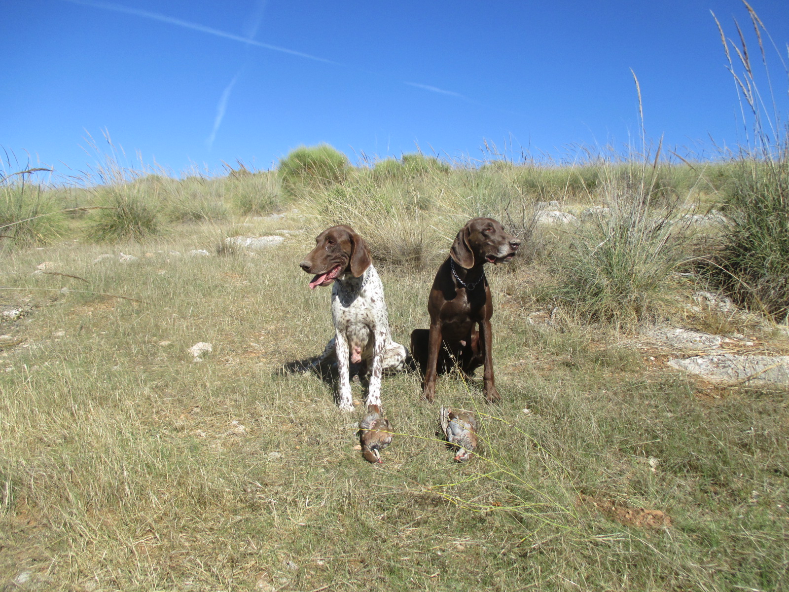 Bracos AlemanesDeutschKurzhaar Cazando con Tan y Habi (301016) Bracos AlemanesDeutschKurzhaar Cazando con Tan y Habi (301016)