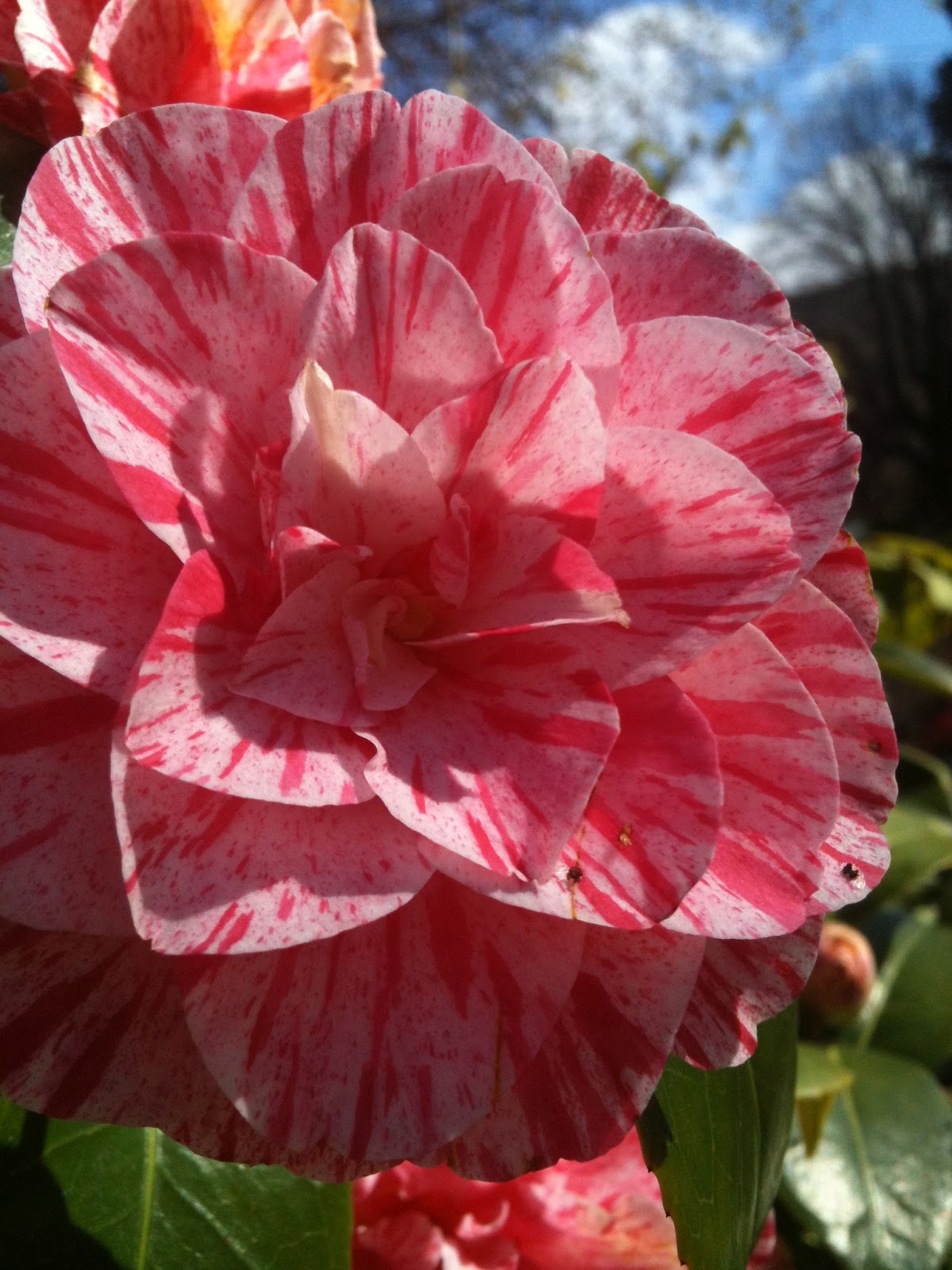 A House in Hobart Flowers.