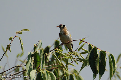 Cadernera (Carduelis carduelis)