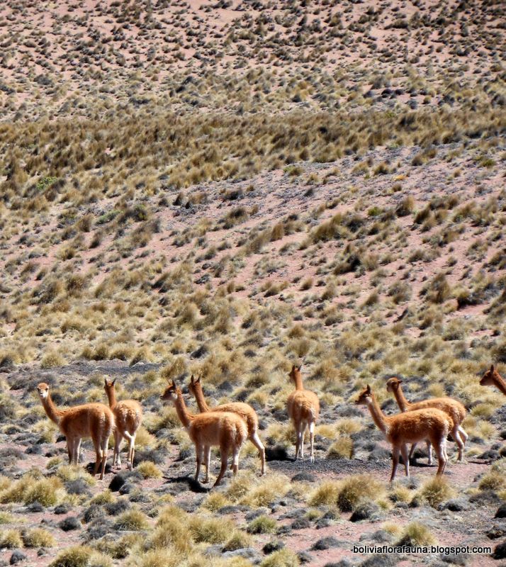 Bolivian Flora y Fauna La vicuña ¿Solo una llama salvaje? Bolivian Flora y Fauna La vicuña ¿Solo una llama salvaje?