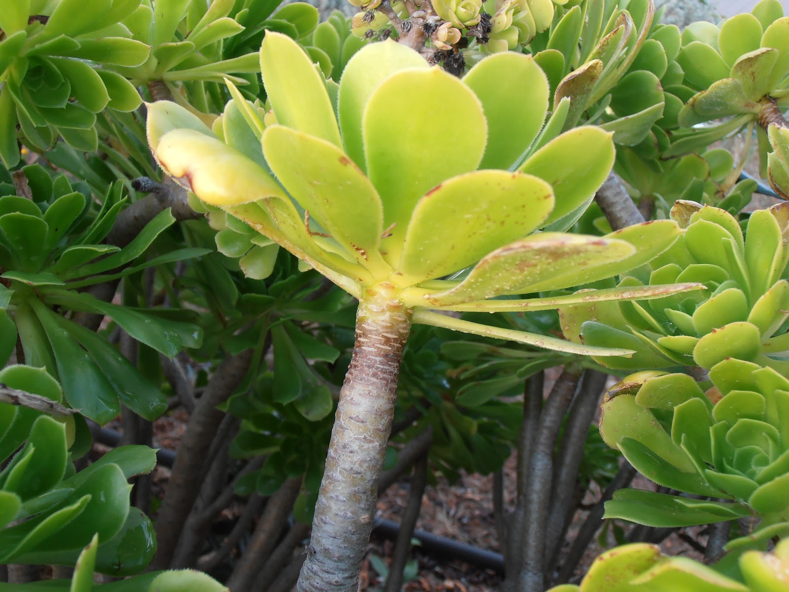 SIEMPREVIVA ARBÓREA: Aeonium arboreum | Plantas rioMoros