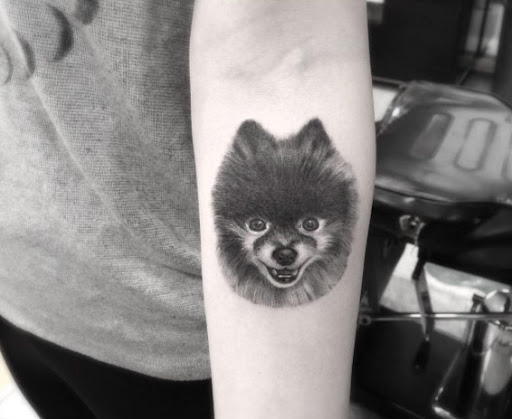 Este filhote de cachorro pomeranian