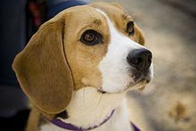 Beagle Breed Dog