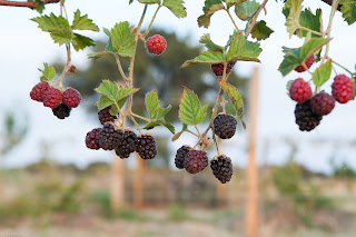 Agricultura Regenerativa Vs Agricultura Extractiva