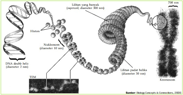 Kromosom (Fungsi dan Bagian Kromosom, Gambar, Bentuk, Tipe, dan Jumlah