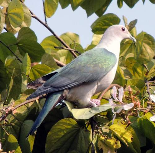 Indian birds - Photo of Nilgiri imperial pigeon - Ducula cuprea