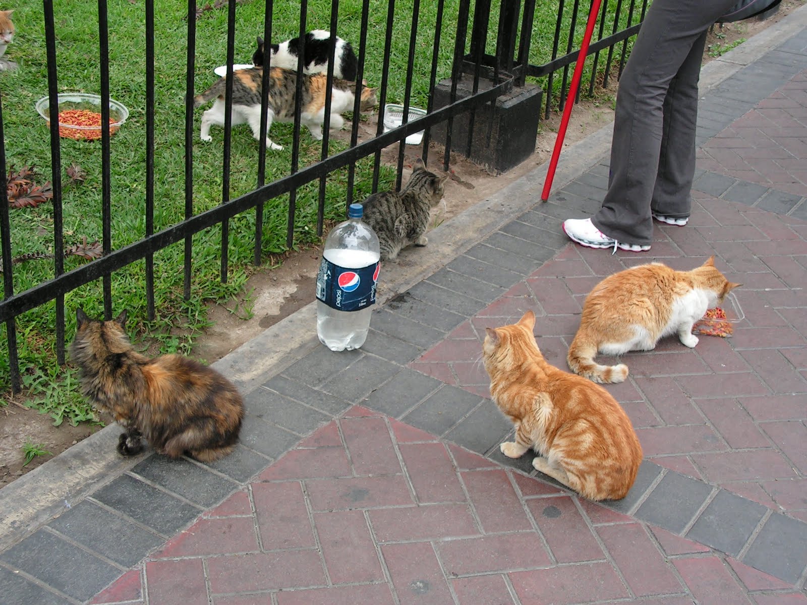 Storytelling notes Cat parks
