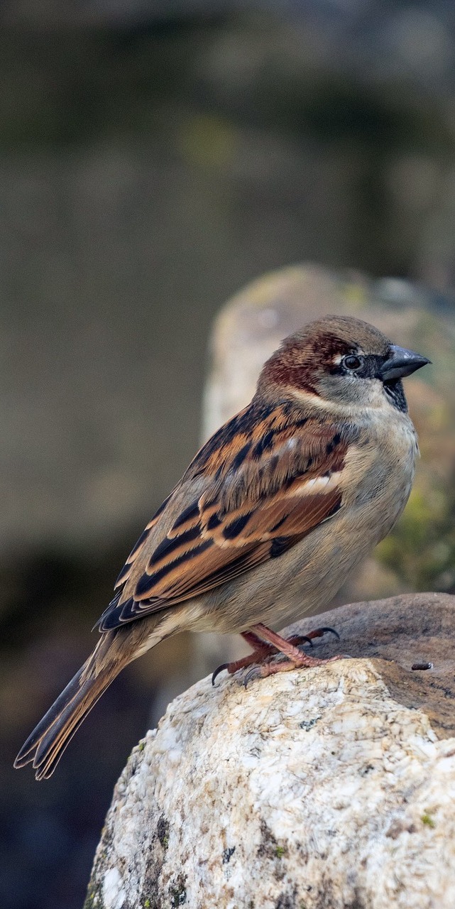 A sparrow on a rock. A sparrow on a rock.