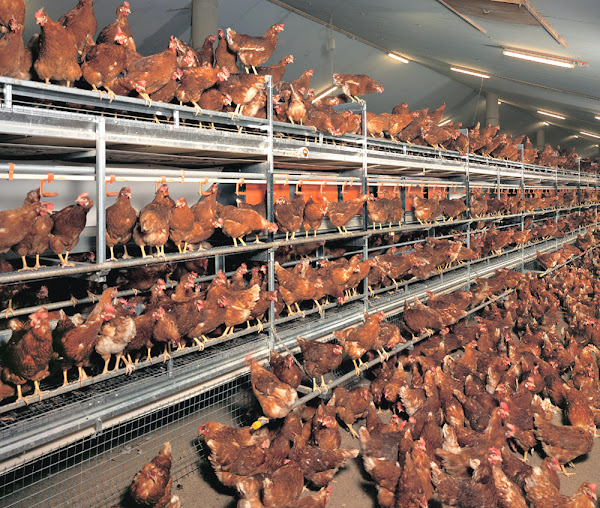 layer poultry housing, layer poultry equipment